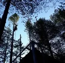 TALA Y PODA EN ALTURA DE ÁRBOLES Palencia 