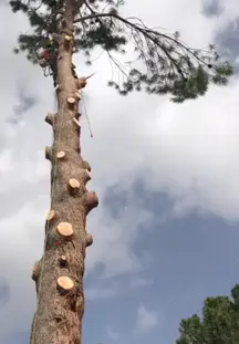 TALA Y PODA EN ALTURA Palencia Arboricultura