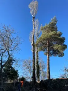 Tala y poda de árboles en altura Palencia Arboricultura Podas y talas de árboles en altura Palencia Arboricultura