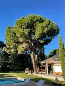 Tala y poda en Altura de árboles en Palencia y provincia